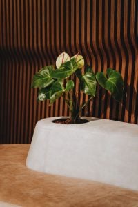 concepto-bioniture-7-1.jpg